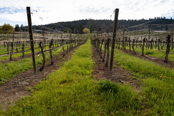 Vineyard With Sun Reflecting