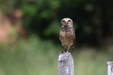 Owl