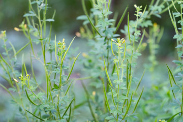 Thai herb,Asian Spider flower. (Cleome viscosa plant)
