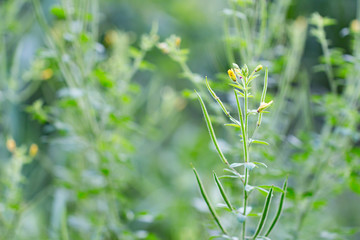 Thai herb,Asian Spider flower. (Cleome viscosa plant)
