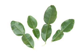 Fototapeta na wymiar Kaffir lime , kaffir leaf isolated on white background.