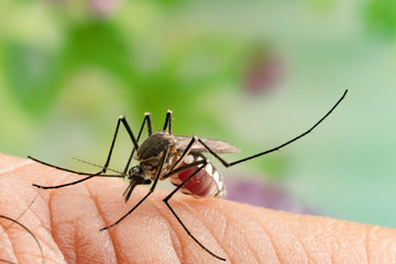 Aedes aegypti Mosquito. Close up a Mosquito sucking human blood,Mosquito Vector-borne diseases,Chikungunya.Dengue fever.Rift Valley fever.Yellow fever.Zika.Mosquito on skin