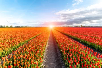 Crédence de cuisine en verre imprimé Tulipe Champ de tulipes colorées
