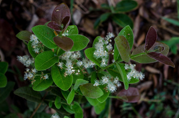 Flores, folhas e pequenos frutos do bioma Cerrado  brasileiro, fotografo em 2018 com luz natural,...