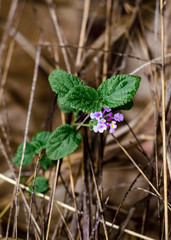 Flores, folhas e pequenos frutos do bioma Cerrado  brasileiro, fotografo em 2018 com luz natural, na região da Serra do Cipó, em Minas Gerais