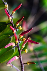 Flores, folhas e pequenos frutos do bioma Cerrado  brasileiro, fotografo em 2018 com luz natural, na região da Serra do Cipó, em Minas Gerais