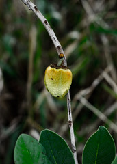 Flores, folhas e pequenos frutos do bioma Cerrado  brasileiro, fotografo em 2018 com luz natural, na região da Serra do Cipó, em Minas Gerais