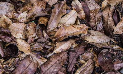 Flores, folhas e pequenos frutos do bioma Cerrado  brasileiro, fotografo em 2018 com luz natural, na região da Serra do Cipó, em Minas Gerais