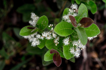 Plantas, flores e frutos do Cerrado brasileiro, um dos mais importantes biomas do mundo com uma diversidade de fauna e flora muito rica. 