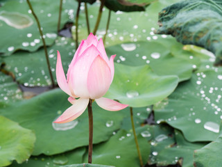 Pink lotus, pink lotus in the marsh.