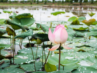 Pink lotus, pink lotus in the marsh.