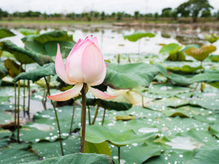 Pink lotus, pink lotus in the marsh.