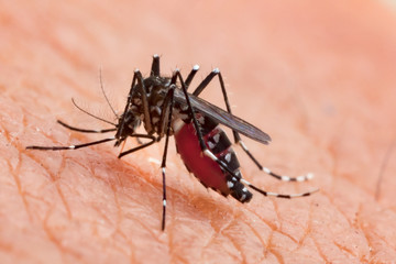 Aedes aegypti Mosquito. Close up a Mosquito sucking human blood,Mosquito Vector-borne diseases,Chikungunya.Dengue fever.Rift Valley fever.Yellow fever.Zika.Mosquito on skin