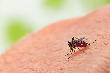 Aedes aegypti Mosquito. Close up a Mosquito sucking human blood.