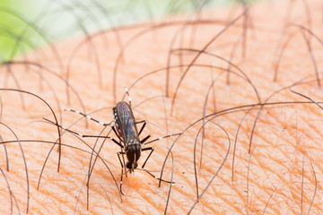Aedes aegypti Mosquito. Close up a Mosquito sucking human blood.