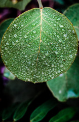 Plantas, flores e frutos do Cerrado brasileiro, um dos mais importantes biomas do mundo com uma...