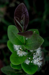 Plantas, flores e frutos do Cerrado brasileiro, um dos mais importantes biomas do mundo com uma...