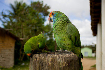 Animais Silvestres