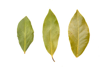 Bay Leaves on a White Background