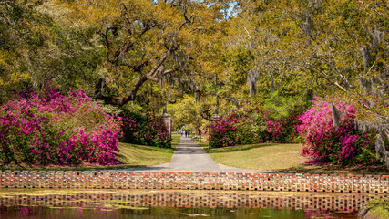 Azalea Garden in Spring - South Carolina with Live Oaks