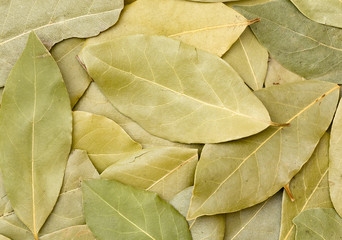 Background of Dried Bay Leaves