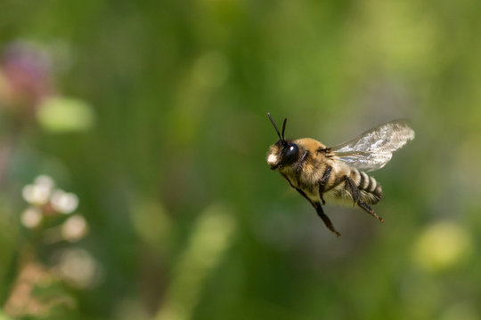 Abeja (Caupolicana hirsuta) volando en verde. 