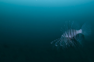 Lionfish Displaying Its Beautiful Fins in Open Ocean of Japan