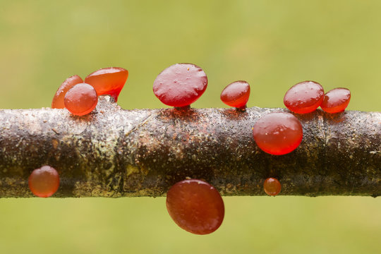 Hongo jalea rojo (Guepiniopsis alpina) sobre un tronco. 