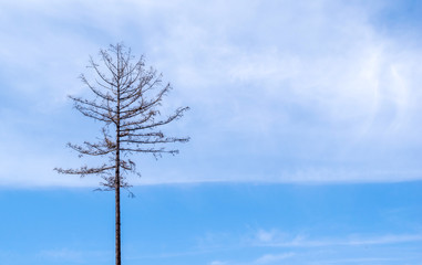 lonely dry dead tree on blue sky background