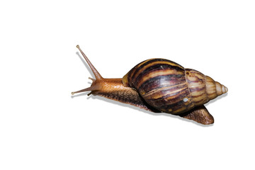 Isolated snail on white background
