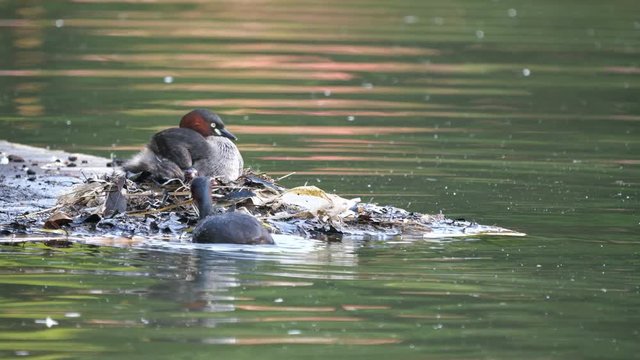 Tokyo,Japan-May 5, 2018: Dabchick or little grebe feeds its babies.