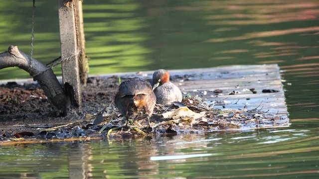 Tokyo,Japan-May 5, 2018: After dabchick or little grebe feeds its babies, it takes place of the partner.