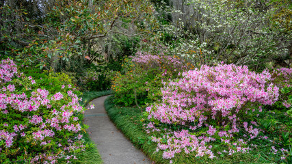 Obraz premium Spring blooming Azalea in South Carolina