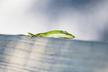 Green Gecko Looking at You