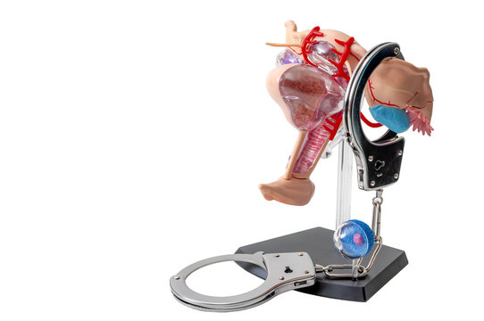 Law regarding aborting a pregnancy, reproductive rights and abortion legislation concept with a medical model of female reproductive system in handcuffs, isolated on white with a clipping path cutout