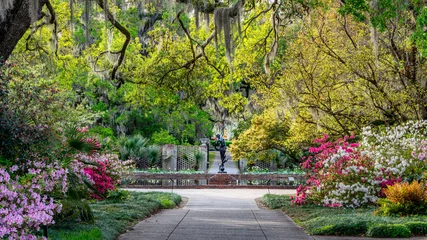 Fototapete Garten Azaleengarten im Frühling - South Carolina mit Live Oaks