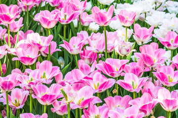 Pink tulips on a flowerbed in the garden.