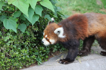 レッサーパンダ