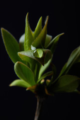 Obraz premium closeup shot of branch of plant with water drop isolated on black background
