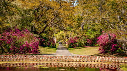 Live Oaks and Azalea in Spring - South Carolina