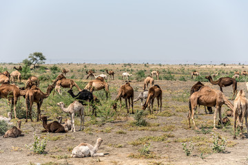 A Herd or Caravan Train of Indian Dromedary Camels Grazing in the Thar Desert 