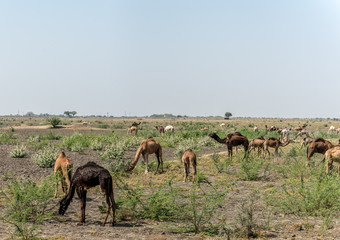 A Herd or Caravan Train of Indian Dromedary Camels Grazing in the Thar Desert 