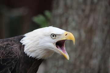 Bald eagle screech