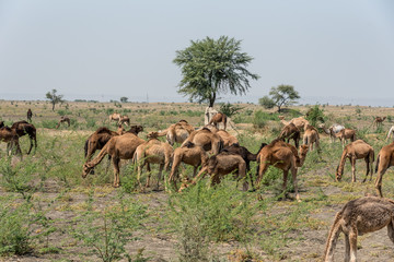 Naklejka premium A Herd or Caravan Train of Indian Dromedary Camels Grazing in the Thar Desert 