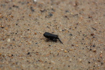 Tadpole to frog transition