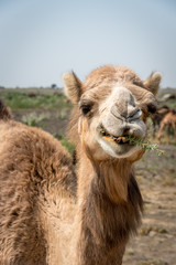 Portrait of an Indian Dromedary Camel Standing in Front of a Herd of Camels in the Thar Desert 