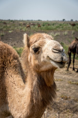 Portrait of an Indian Dromedary Camel Standing in Front of a Herd of Camels in the Thar Desert 