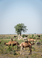Naklejka na ściany i meble A Herd or Caravan Train of Indian Dromedary Camels Grazing in the Thar Desert 