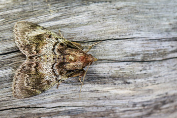 Obraz premium Image of Brown Moth (Nannoarctia tripartita) on tree. Insect. Animal.