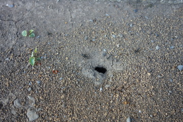 Fototapeta na wymiar 蟻の巣